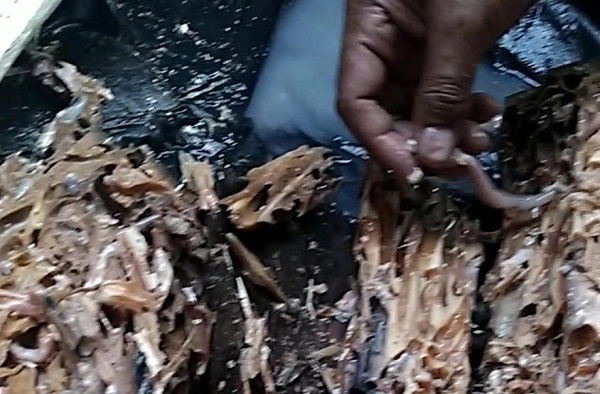 Toek, ulat yang hidup dan berkembang biak di dalam batang kayu. (KalderaNews/Arlicia)﻿