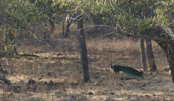 Merak hijau (Pavo muticus), salah satu hewan yang dilindungi di Savana Baluran. (Arlicia/KalderaNews)