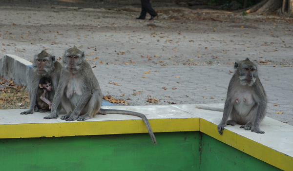 Monyet ekor panjang yang siap menyambut wisatawan memasuki area Pantai Bama. (Arlicia/KalderaNews)