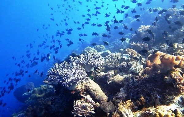 Keindahan bawah laut di Maluku