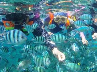 Snorkling sambil memberi makan ikan di peraiaran Pulau Belitung