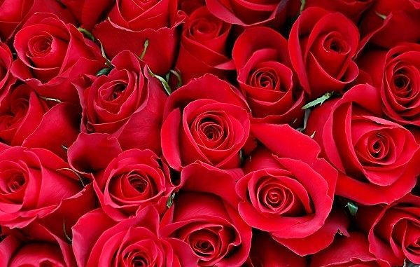 15 Jenis Bunga Valentine dan Makna di Baliknya