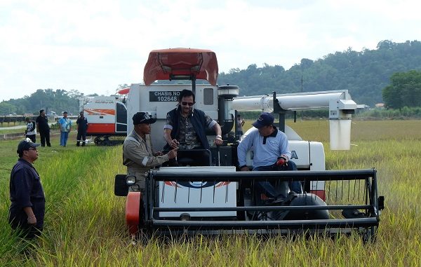 Sultan Brunei Panen Perdana Padi Asal Indonesia Sultan Brunei Panen Perdana Padi Asal Indonesia