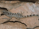 Spesies Cicak Batu ( Cnemaspis Muria) di Gunung Muria