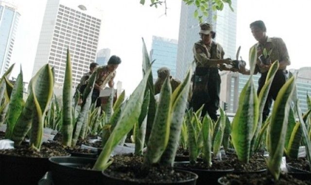 Penanaman Lidah Mertua di Jakarta Penanaman Lidah Mertua di Jakarta