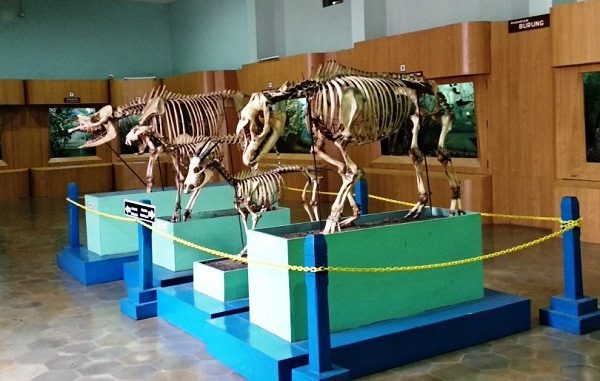 Museum Zoologi Bogor (MZB) Ditantang Kreatif dan Inovatif – http://www