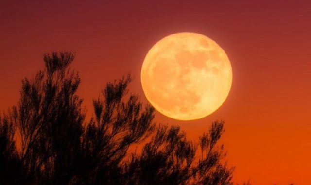 Fenomena Harvest Moon Fenomena Harvest Moon