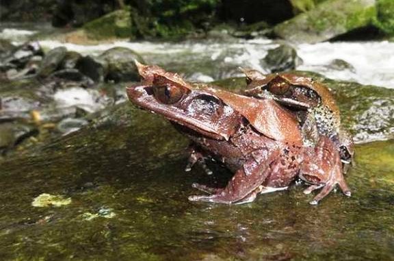 Katak tanduk Kalimantan (Megophrys kalimantanensis) Katak tanduk Kalimantan (Megophrys kalimantanensis)