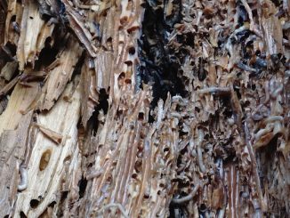 Toek Ulat Kayu makanan unik dan esktrem dari Kepulauan Mentawai. (KalderaNews/Arlicia)