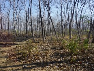 Ranggas pepohonan di Alas Baluran