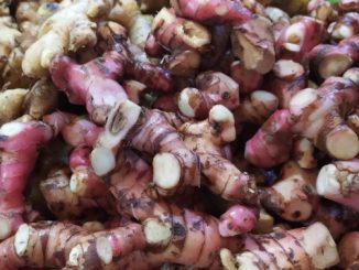 Jahe merah atau zingiber officinale var di pasar tradisional