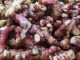 Jahe merah atau zingiber officinale var di pasar tradisional