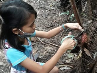 Peserta didik Tarakanita mengimplementasikan pendidikan karakter melalui pembiasaan berbagai aktivitas yang dilakukan di tengah keluarga dengan membantu pekerjaan anggota keluarga di kebun salak