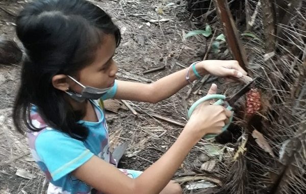 Peserta Didik Tarakanita Peserta didik Tarakanita mengimplementasikan pendidikan karakter melalui pembiasaan berbagai aktivitas yang dilakukan di tengah keluarga dengan membantu pekerjaan anggota keluarga di kebun salak