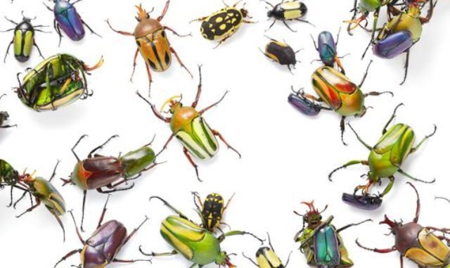 Ilustrasi: LIPI ungkap kepunahan serangga. (Ist.)