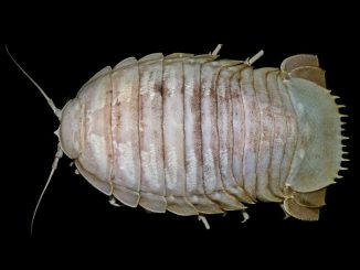 Bathynomus raksasa (Foto: SJADES)