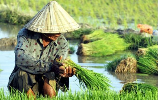 Petani sedang memanen bibit padi siap tanam