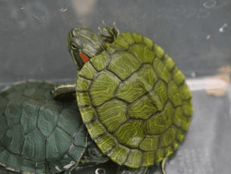 Kura-Kura Brazil dan filosofi kehidupan lamban namun pasti (KalderaNews/Ist)