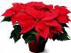 Tanaman Katsuba (Euphorbia pulchorbiaceae), tanaman yang dianggap tanaman resmi Natal. (KalderaNews.com/Ist.)