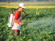 Ilustrasi: Mahasiswa UMM mengajak petani memanfaatkan limbah tembakau menjadi pestisida. (KalderaNews.com/Ist.)