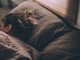 Tidur nyenyak dan berkualitas (KalderaNews/Ist)