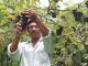 Petani anggur Komang Sutama di Umanyar, Kecamatan Seririt, Buleleng