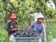 Panen anggur di kebun anggur Komang Sutama di Umanyar, Kecamatan Seririt, Buleleng