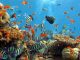 Taman Laut Selat Pantar
