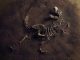 fosil, penemuan fosil, penemuan dinosaurus