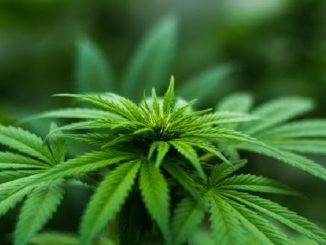 Jenis narkotika, ganja, cimeng