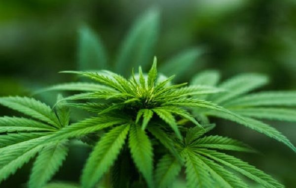 Jenis narkotika, ganja, cimeng