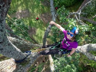 Mahasiswi Cornell-University saat kelas memanjat pohon