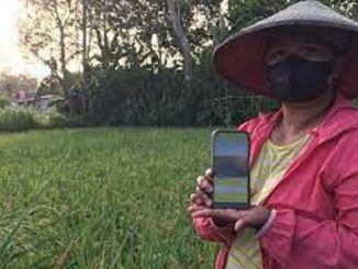 e-rice detector, UMM, penyakit padi