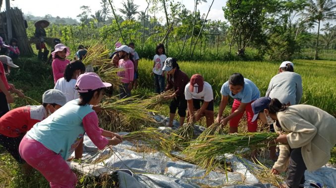 Para siswa SD Kanisius Prontakan yang berlokasi di Dusun Braman, Ngargomulyo, Dukun, Magelang memanen padi di Sekolah Sawah pada Selasa, 10 Mei 2022
