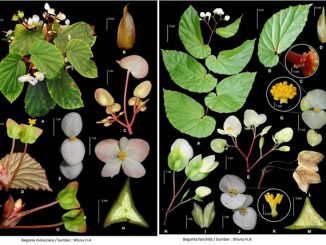 Begonia fairchildii dan Begonia Molucca. (dok.BRIN)