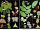 Begonia fairchildii dan Begonia Molucca. (dok.BRIN)