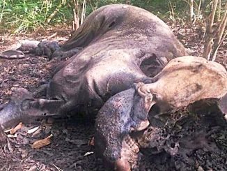 Gajah mati (ksdae.menlhk.go.id)