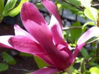 Bunga Cempaka (Magnolia spp) Merah