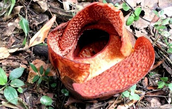 Rafflesia arnoldii R.Br. (Ist.)