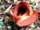 Rafflesia arnoldii R.Br. (Ist.)