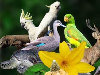 Hari Cinta Puspa dan Satwa Nasional (HCPSN). (Ist.)