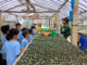 Siswa SD Marsudirini 77 belajar berbagai teknik menaman di Kursus Pertanian Tanam Tani (KPTT) Salatiga. (dok.sekolah)