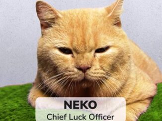 Chief Luck Officer Bareksi, Neko