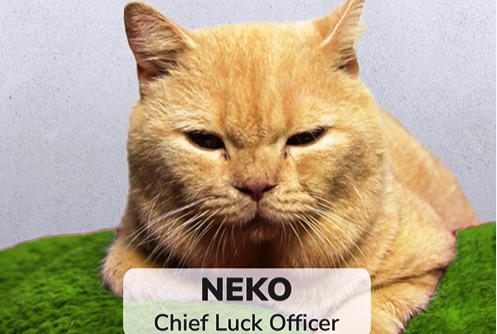 Chief Luck Officer Bareksi, Neko Chief Luck Officer Bareksi, Neko