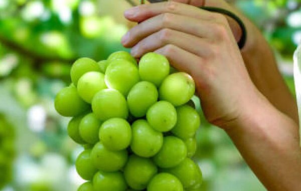 Anggur shine muscat. (Ist.) Anggur shine muscat. (Ist.)
