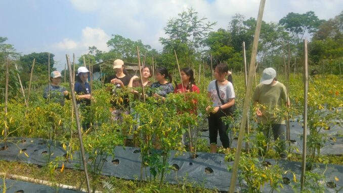 Jejak Pangan: Belajar langsung dari petani bagaimana proses makanan bisa terhidang di meja makan Jejak Pangan: Belajar langsung dari petani bagaimana proses makanan bisa terhidang di meja makan