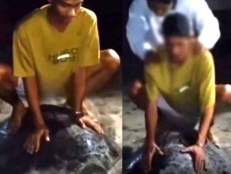 Tangkapan layar video mahasiswa dan warga menunggangi penyu di Derawan. (Ist.)