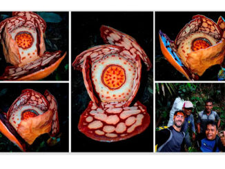 Peneliti BRIN temukan Rafflesia Hasseltii. (dok.BRIN)