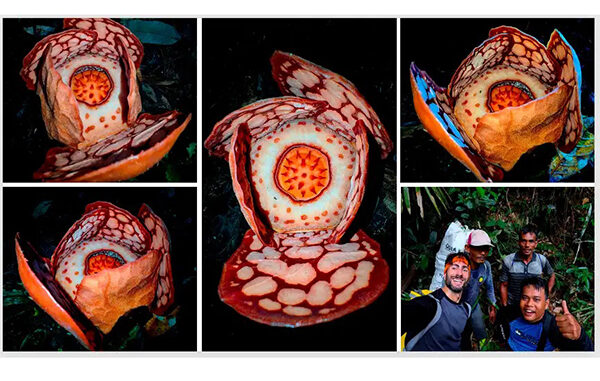 Peneliti BRIN temukan Rafflesia Hasseltii. (dok.BRIN)