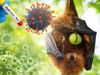 Penularan virus nipah. (dok.BRIN)